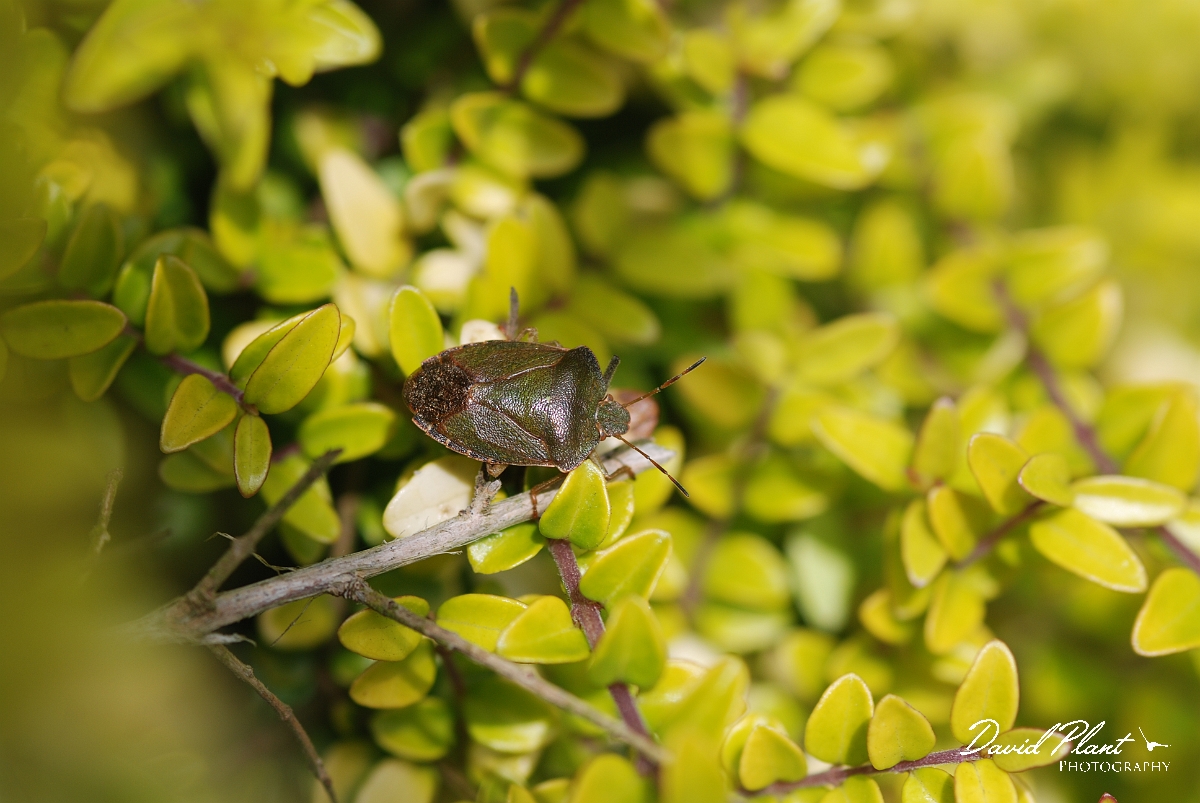 David Plant Photography - Wildlife Photographer - Green shield bug.JPG - Green shieldbug - Cotswolds